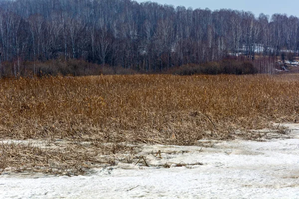ケメロヴォ州ウストレリナ川の氷に覆われた池の乾燥した葦 クズバス — ストック写真