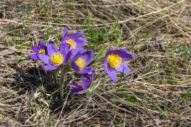 Pasqueflower ya da uyku çimi (Pulsatilla patens) Batı Sibirya 'daki bir bahar çuha çiçeğidir.