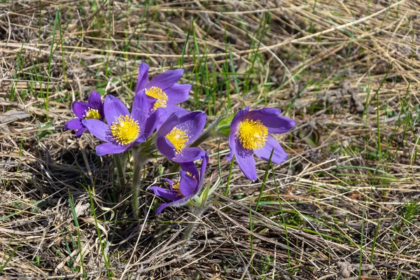 西シベリアの春の原生植物の一つであるパスキフラワーや睡眠草 Pulsatlla Patens — ストック写真