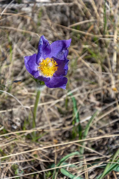 Pasquefloer Slaapgras Pulsatilla Patens Een Van Lente Primrose West Siberië — Stockfoto