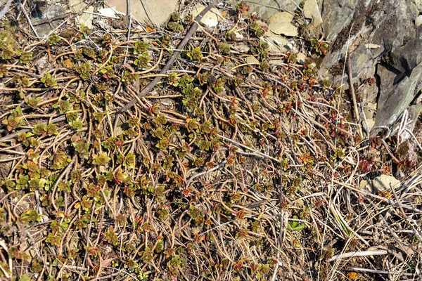 Rosetas Suculentas Selvagens Fundo Pedra Xisto Início Primavera — Fotografia de Stock