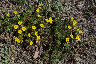 Kentsel yerçekimi ya da karanfil kökü, jeum urbanum, ilkbaharda ilk çiçekler