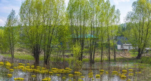 Small Swamp Blooming Kaluzhnitsa Village Verh Taimenka Kemerovo Region Kuzbass — Stock Photo, Image