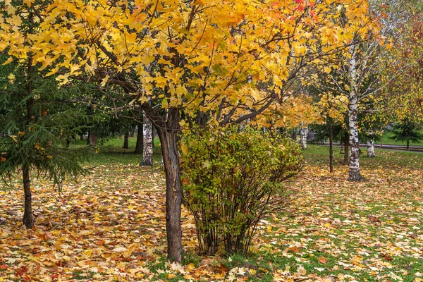 Paisagem Pitoresca Outono Parque Tashtagol Região Kemerovo Kuzbass — Fotografia de Stock