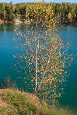 Aprelka, Kemerovo bölgesi-Kuzbass yakınlarındaki su basmış bir taş ocağının kıyısındaki huş ağacı.