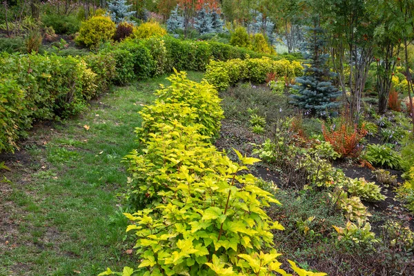 Zona Del Jardín Con Hermosos Arbustos Exuberantes Finales Otoño — Foto de Stock