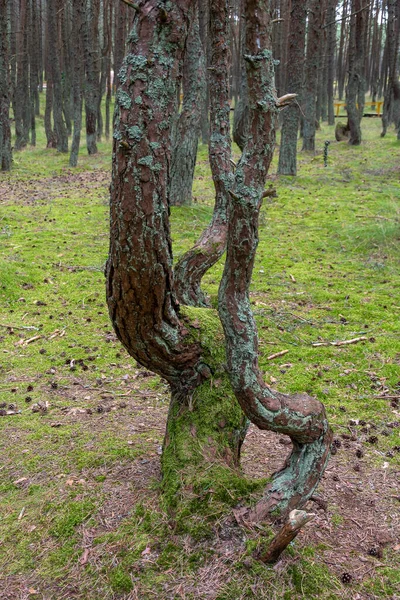 Borový Les Zakřivenými Kmeny Zvanými Tančící Les Curonian Spit Kaliningradská — Stock fotografie