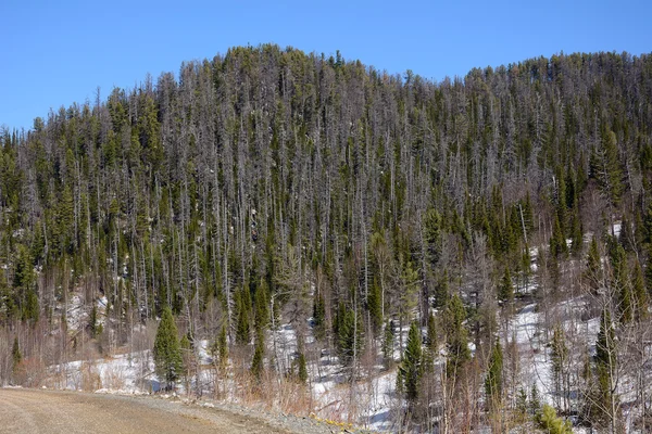 Pistas de montaña cubiertas con taiga siberiana —  Fotos de Stock