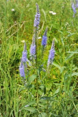  Veronica longifolia
