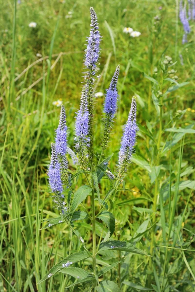 Veronica longifolia — Stock Photo, Image