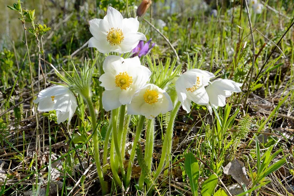 Pulsatilla patenen — Stockfoto