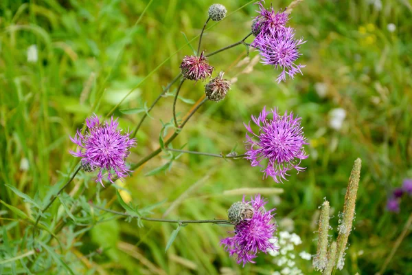 矢车菊草甸 (矢车菊 jacea) — 图库照片