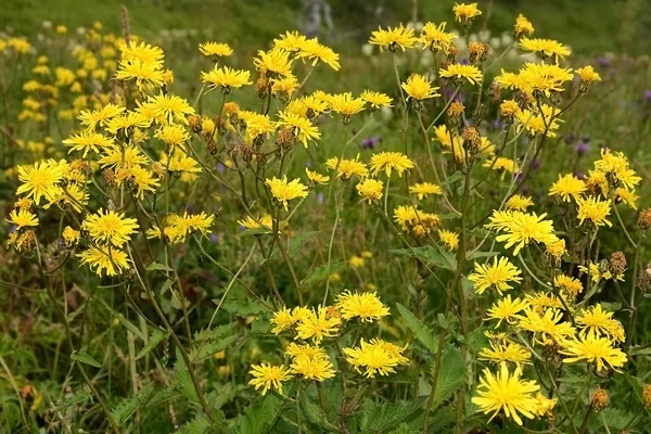 Thistle (Sonchus arvensis alan ekmek) — Stok fotoğraf