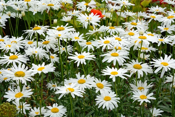 The flowers of the plant common — Stock Photo, Image