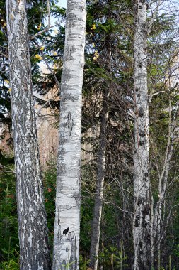 Kabuk çeşitli huş ağaçlarının gövdeleri