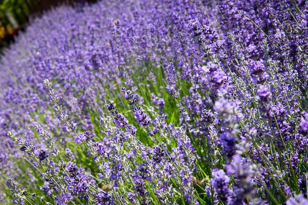 Fresh organic lavender flowers — Stock Photo, Image