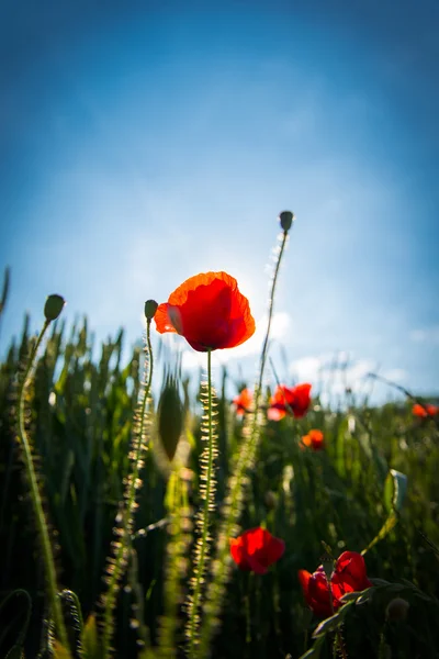 Red poppy with blue sky — Stock Photo, Image