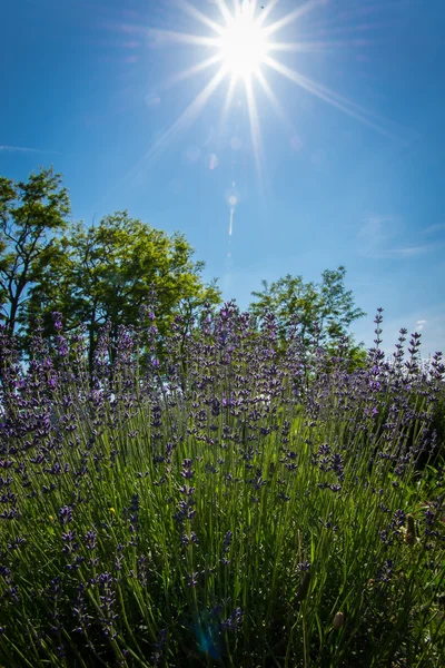 Lavendel mit Sonnenlicht lizenzfreie Stockbilder