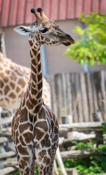 Młody żyrafa — Zdjęcie stockowe