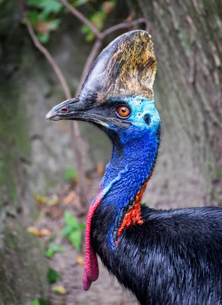 Oude vogel — Stockfoto