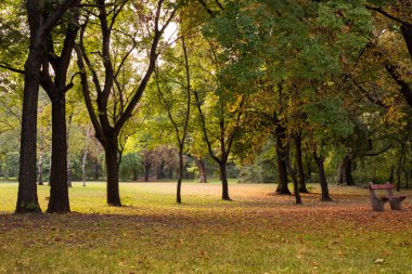 Seçici odak sonbahar yaprakları