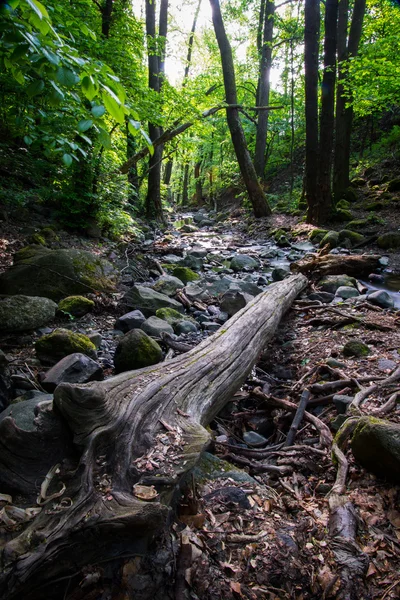 Forest creek in spring time — Stock Photo, Image