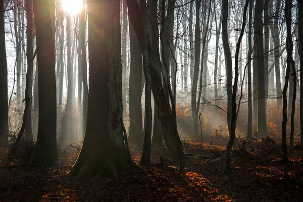 Mystic mistige bos — Stockfoto