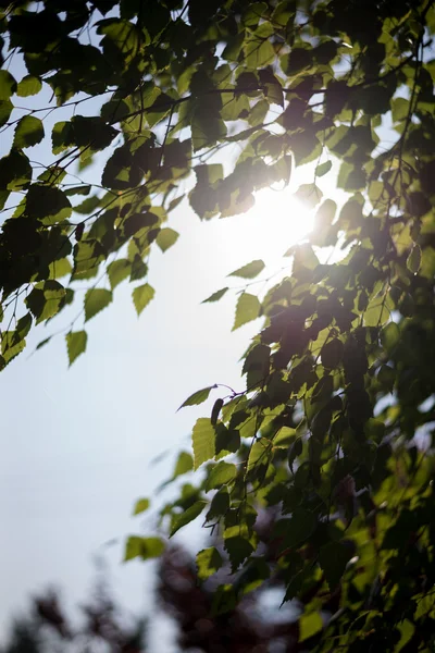 Vigas de sol e folhas verdes — Fotografia de Stock