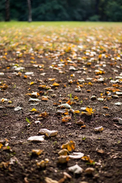 Fallna höstlöv i en park — Stockfoto