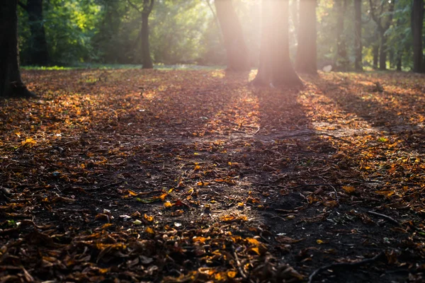 Zonovergoten Herfstbladeren — Stockfoto