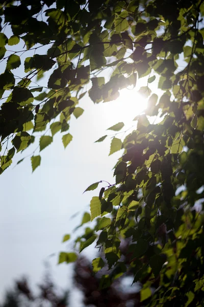 Sonnenstrahlen und grüne Blätter lizenzfreie Stockbilder