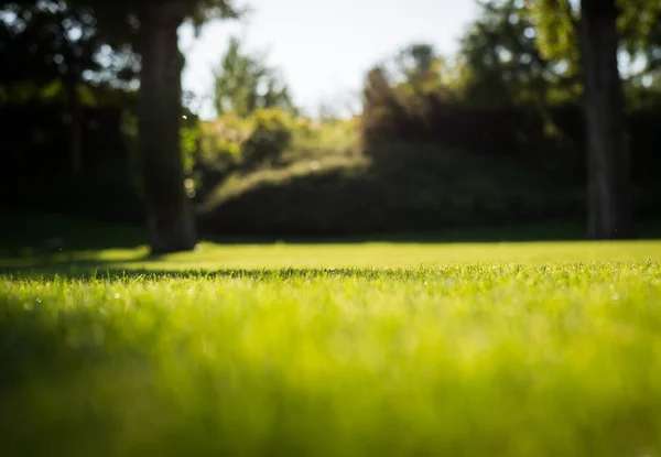 Gras achtergrond bij zonsondergang Rechtenvrije Stockfoto's