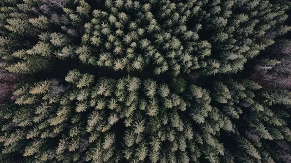 Aerial top view forest tree — Stock Photo, Image
