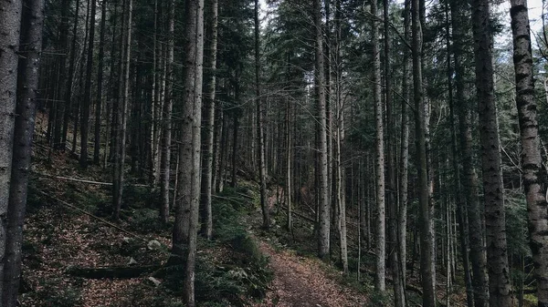 Mystérieuse forêt de pins noirs — Photo