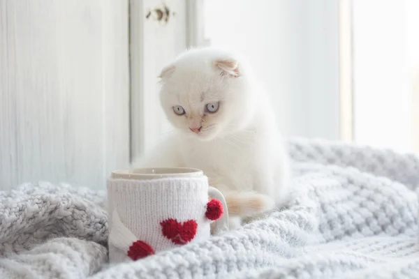 Valentinstag Thema weißes Kätzchen — Stockfoto