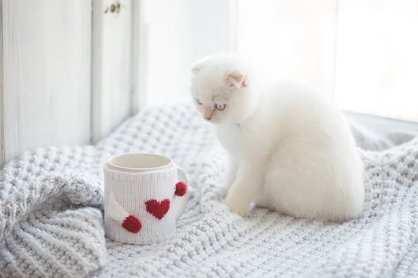 Valentinstag Thema weißes Kätzchen — Stockfoto