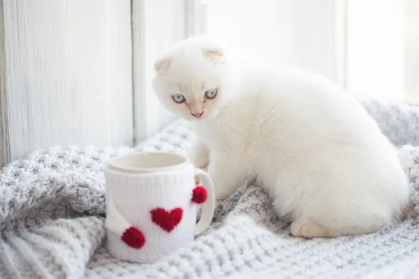 Valentinstag Thema weißes Kätzchen — Stockfoto