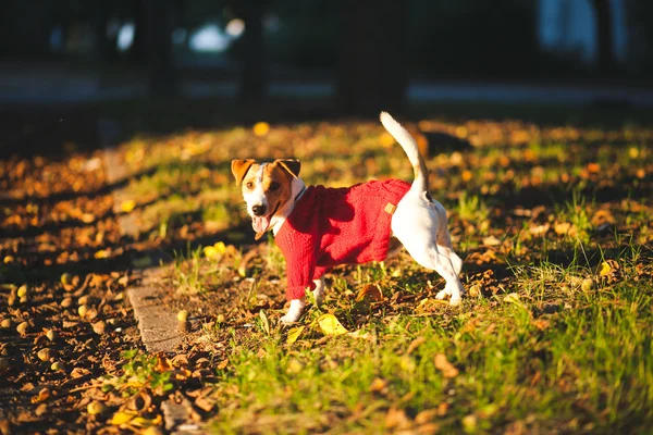 Dog on the street — Stock Photo, Image