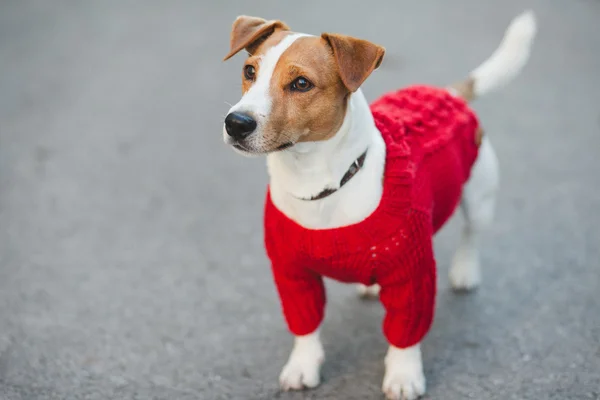 通りに犬が — ストック写真