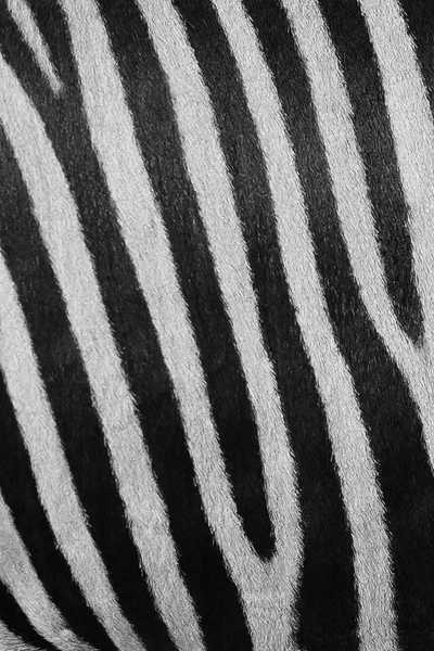 Zebra textura fundo — Fotografia de Stock