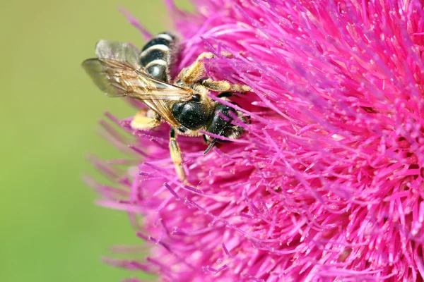 Pszczoła zbiera nektar na fioletowy kwiat wiosna sezon — Zdjęcie stockowe