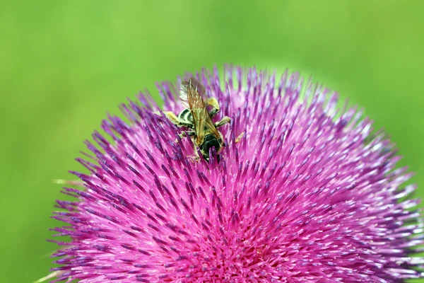 Ape raccoglie nettare su fiore viola — Foto Stock