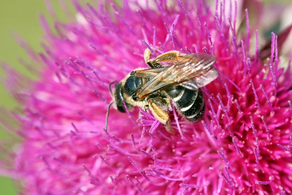 Pszczoła na kwiat zbliżenie — Zdjęcie stockowe