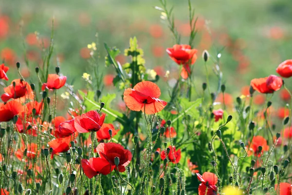 Amapola flores campo primavera temporada — Foto de Stock