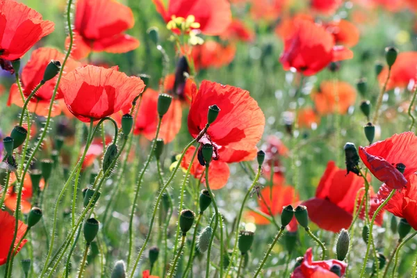 Papavers Bloem Field Lente Seizoen — Stockfoto