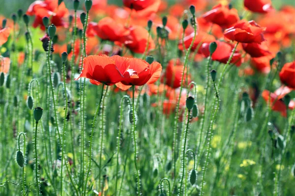 Röd vallmo blommor vårsäsongen — Stockfoto