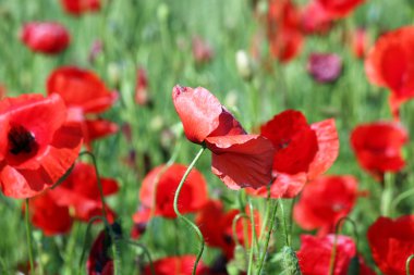 haşhaş çiçek doğa çiçekler bahar mevsimi