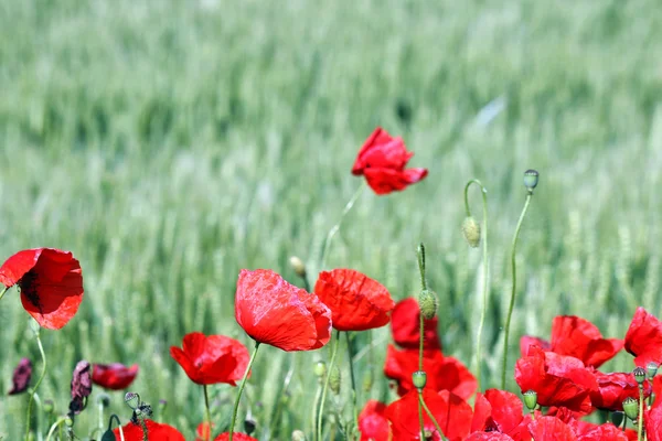 Červené máky kvetou Příroda jarní sezóny — Stock fotografie