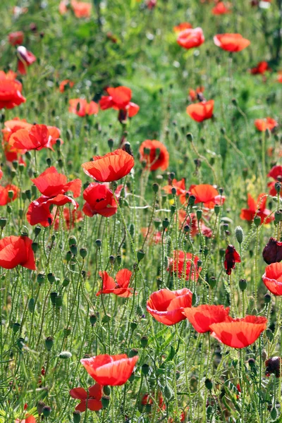 Papavers bloem op weide lente seizoen — Stockfoto