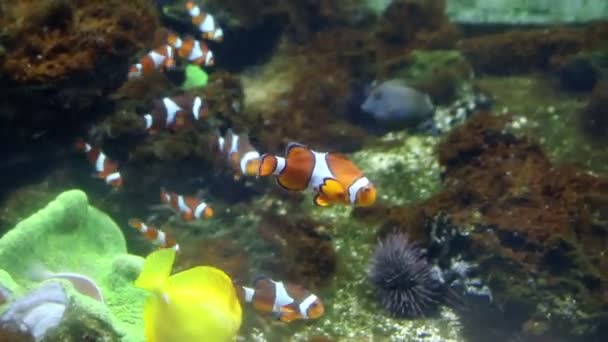 Тропические рыбы, плавающие вокруг кораллового рифа — стоковое видео